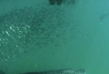 Pole Whaleshark Swimmer Red