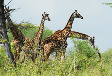 Lake Manze Herbivores (3)W