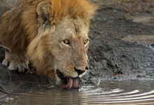 Ruaha Lion Kaka Mdonya Pride1