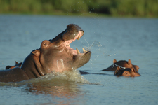 Manze Hippos6w Manze Hippos6w