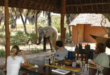 Manze Lunch4