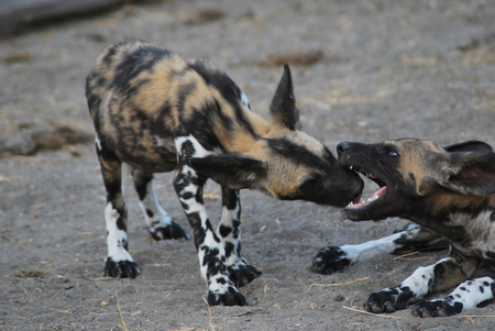 Manze Wild Dogs1w