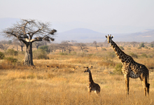 Ruaha Giraffe3