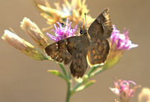 Ruaha Moth