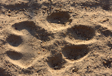 Ruaha Pawprint1
