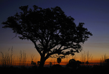 Ruaha Sunset