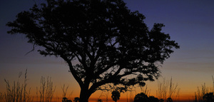 Ruaha Sunset