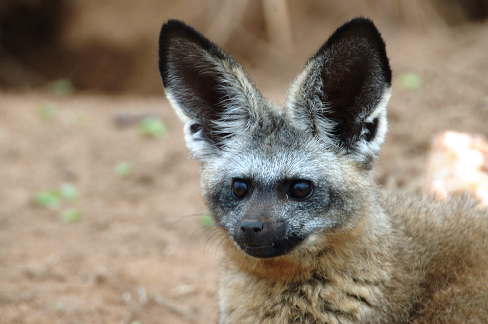 Bat-Eared_Fox