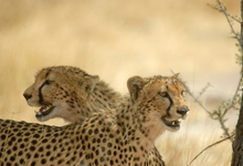 Ruahacheetahs