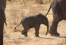 Ruaha Elephant2009 (40)