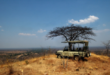 Ruaha Game Drive October