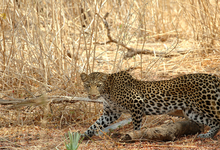 Ruaha Leopard
