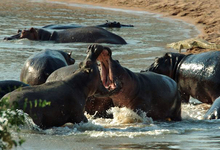 Ruaha Hippos3