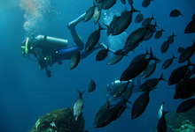 Shark Point 2