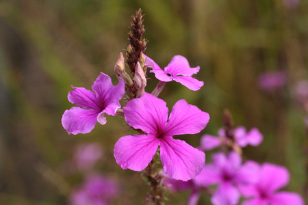 Pink Ink Flower Cycnium Volkensii Pink Ink Flower Cycnium Volkensii