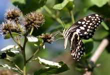 Papilio Demodocus   Christams Butterfly Or Citrus Swallowtail