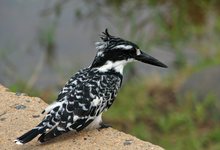 Za Mpl 01 Gigant Kingfisher