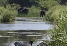 Za Mpl 69 Black Stork And Elephants