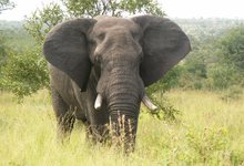 Za Mpl Elefant Forfra