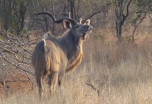Za Mpl Kudu