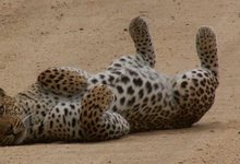 Za Mpl Leopard Ruller
