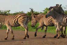 Za Mpl Zebra Gruppe